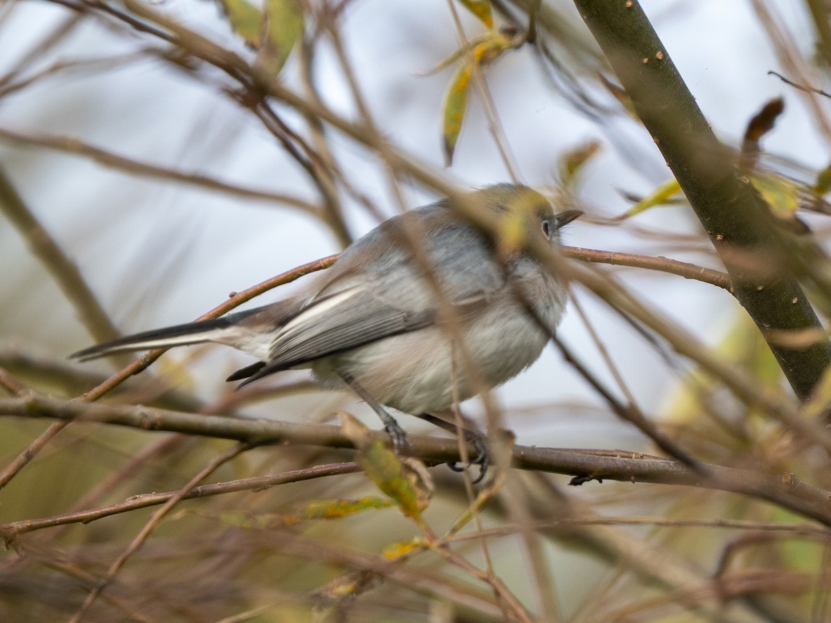 nordmyggsmett - ML645928153