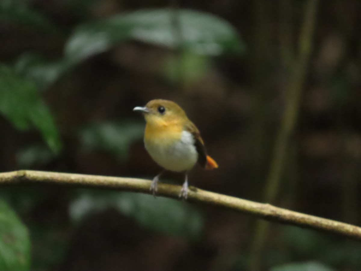 palawanfluesnapper - ML645928155