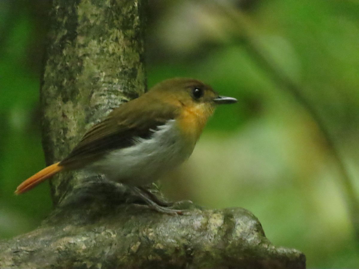 palawanfluesnapper - ML645928156