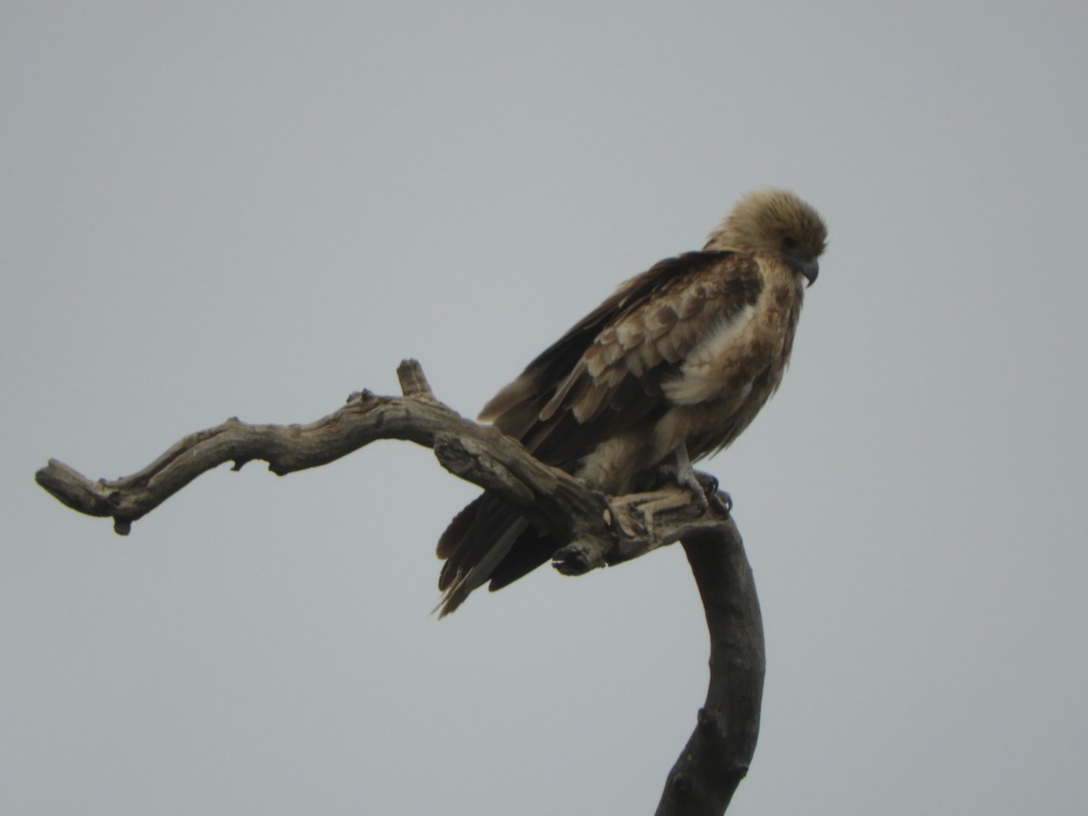 plystreglente - ML645928158