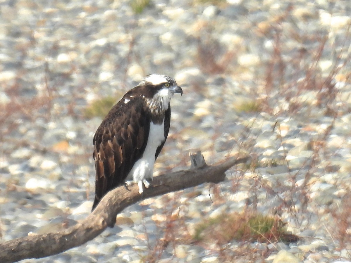 fiskeørn - ML645928159