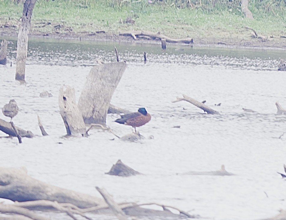 kastanjeand - ML645928160