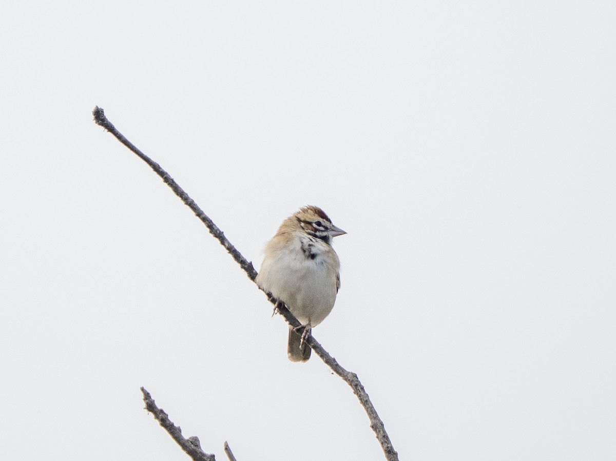 lerkespurv - ML645928165