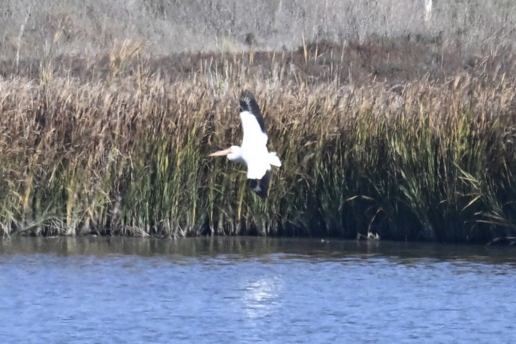 amerikapelikan - ML645928167