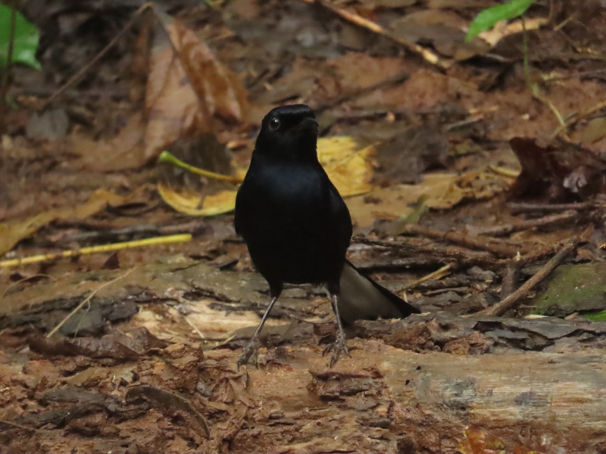 palawanshama - ML645928169