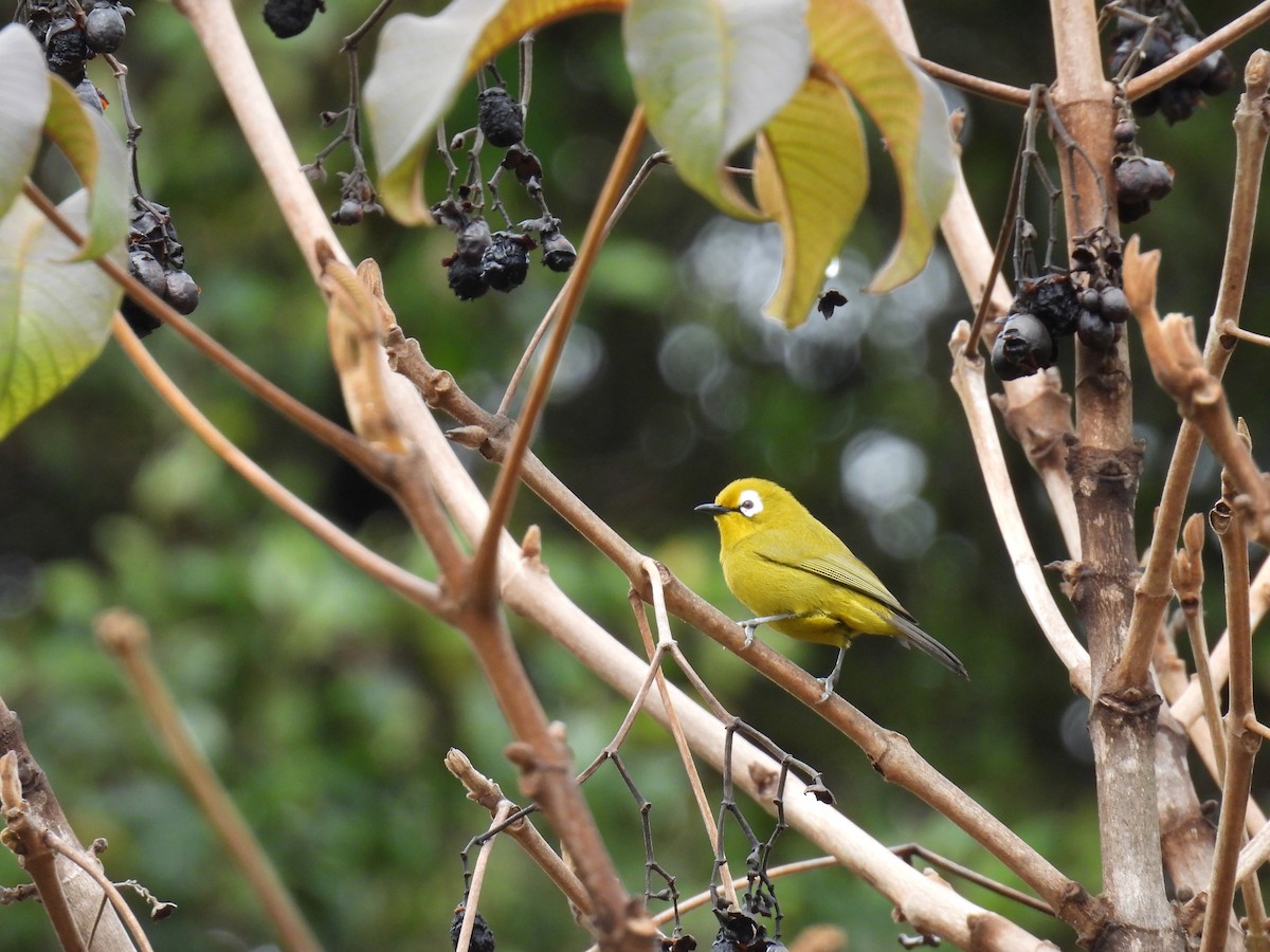 Mbulu White-eye - ML645928184