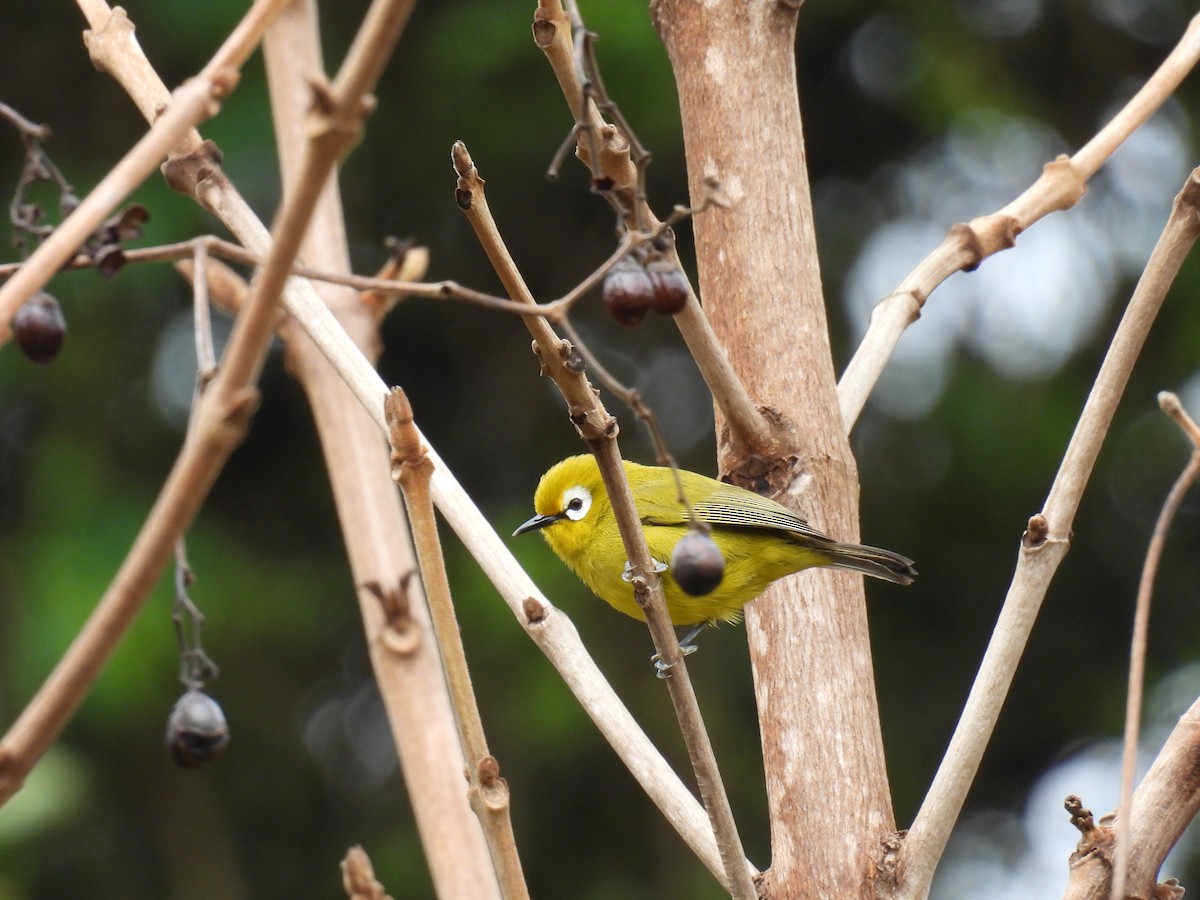 Mbulu White-eye - ML645928185
