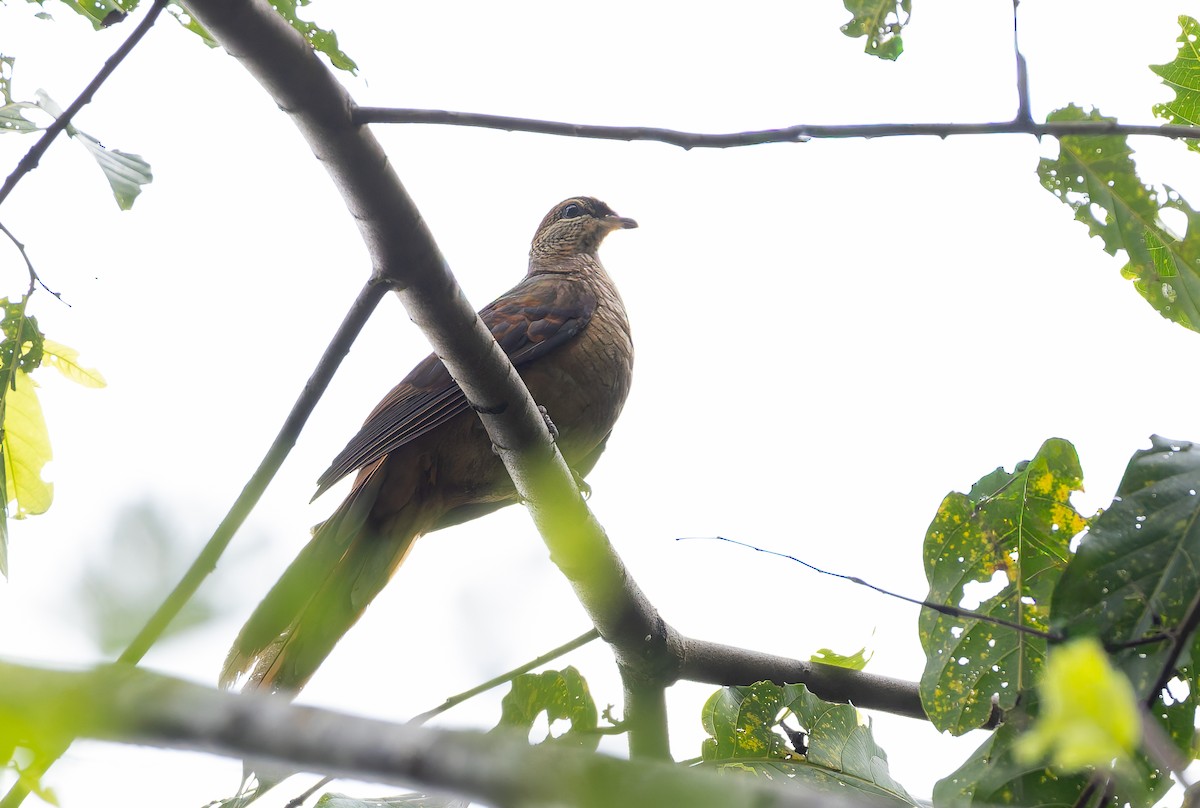 Amboyna Cuckoo-Dove - ML645928186