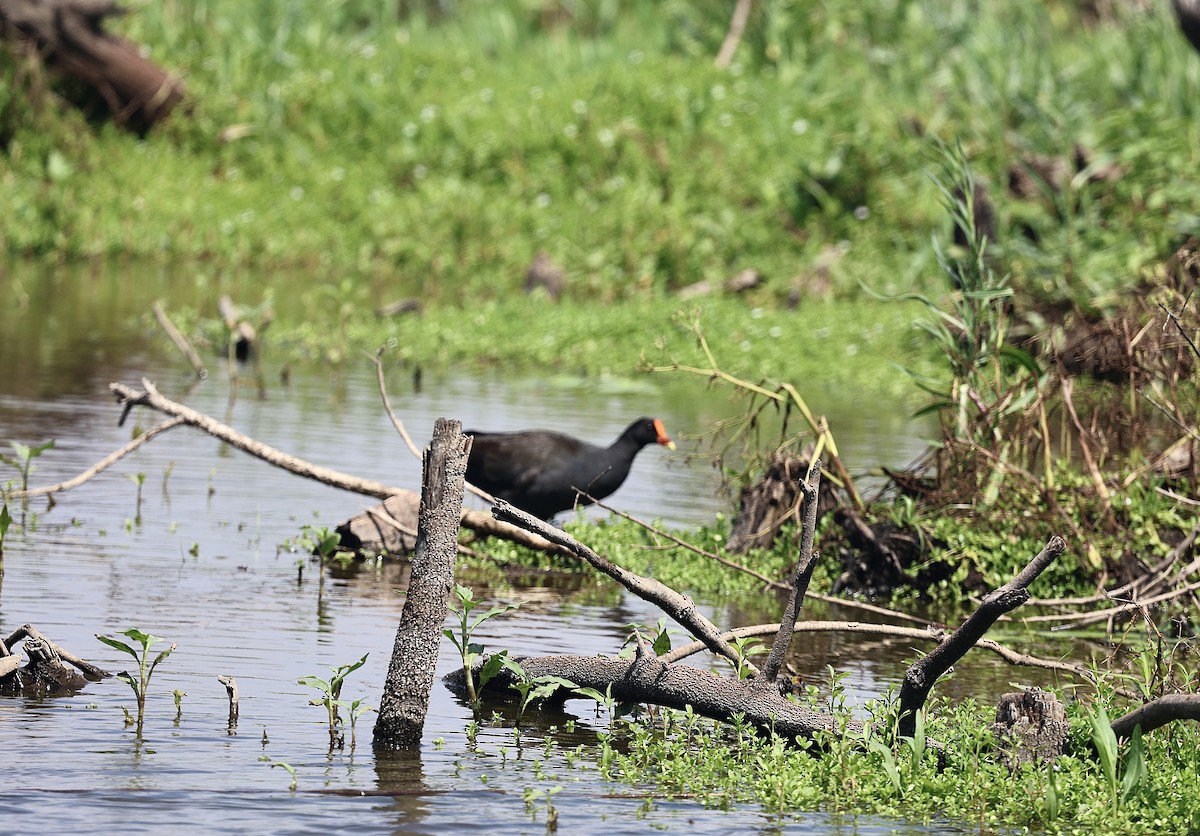 Dusky Moorhen - ML645928197