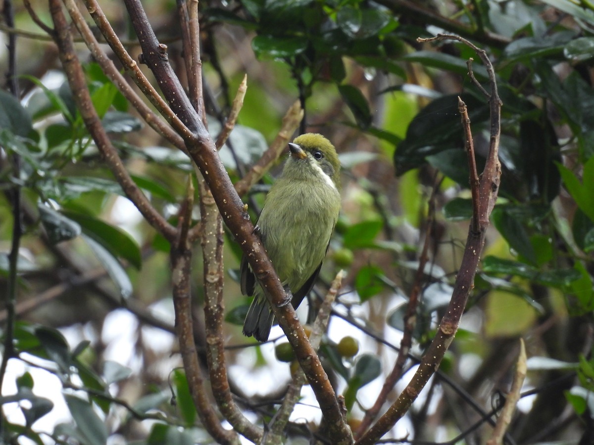 Moustached Tinkerbird - ML645928203