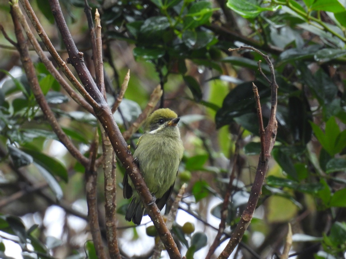 Moustached Tinkerbird - ML645928204