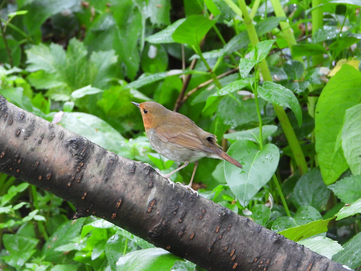 Japanese Robin - ML645928213