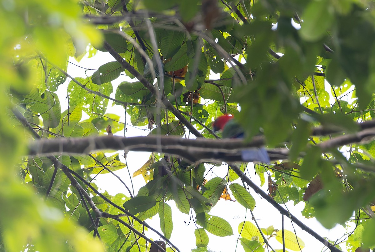 Moluccan King-Parrot - ML645928215