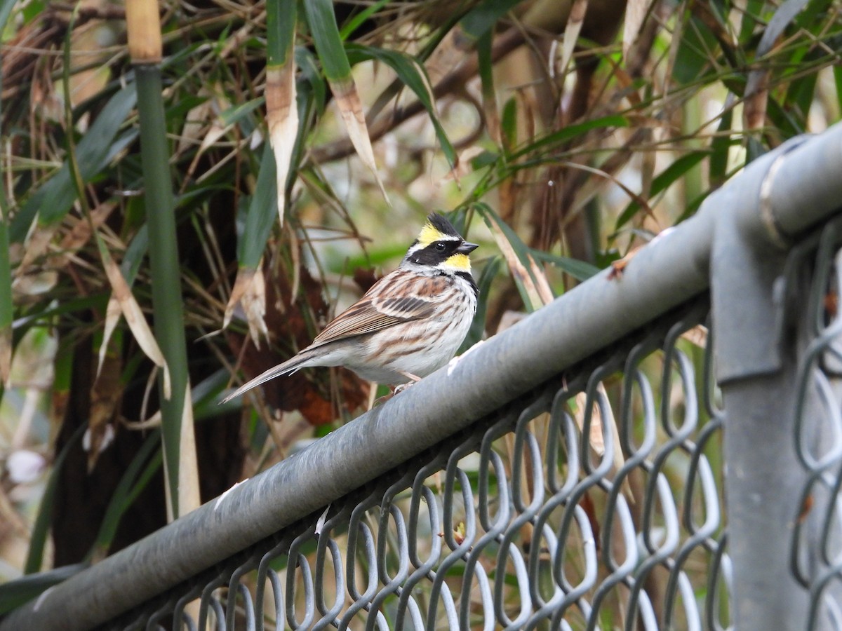 Yellow-throated Bunting - ML645928216