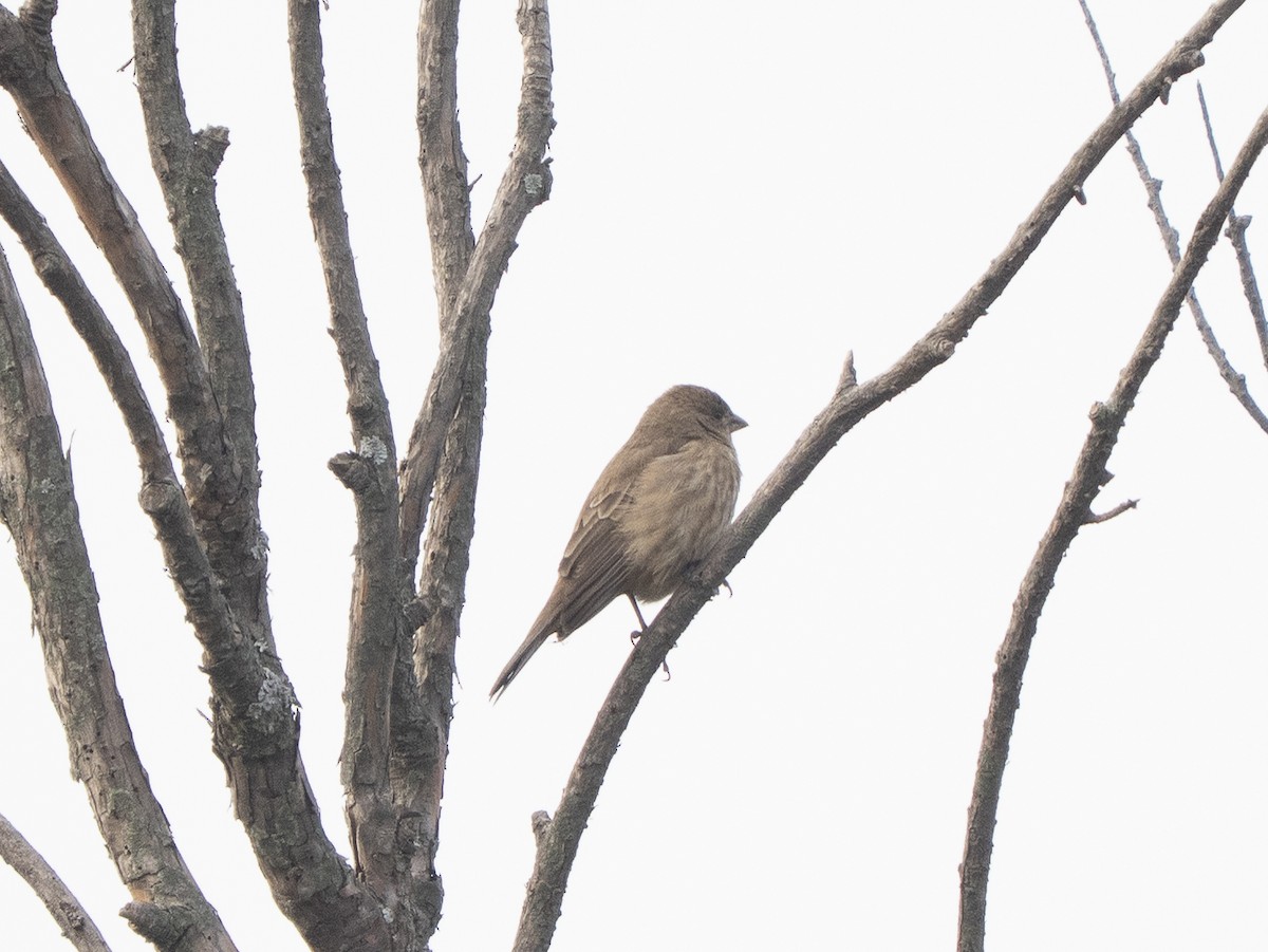 Indigo Bunting - ML645928224