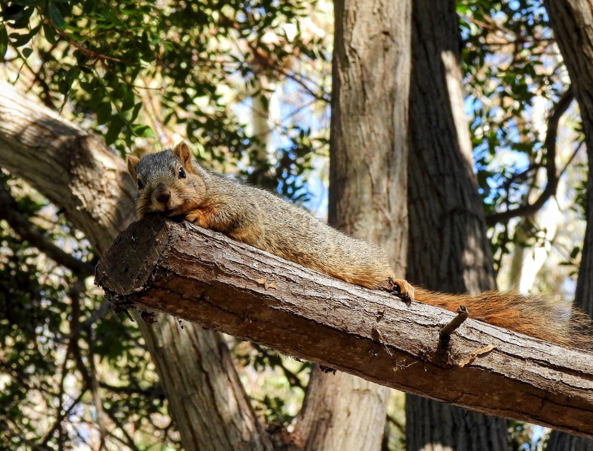 Animals - ML645928225