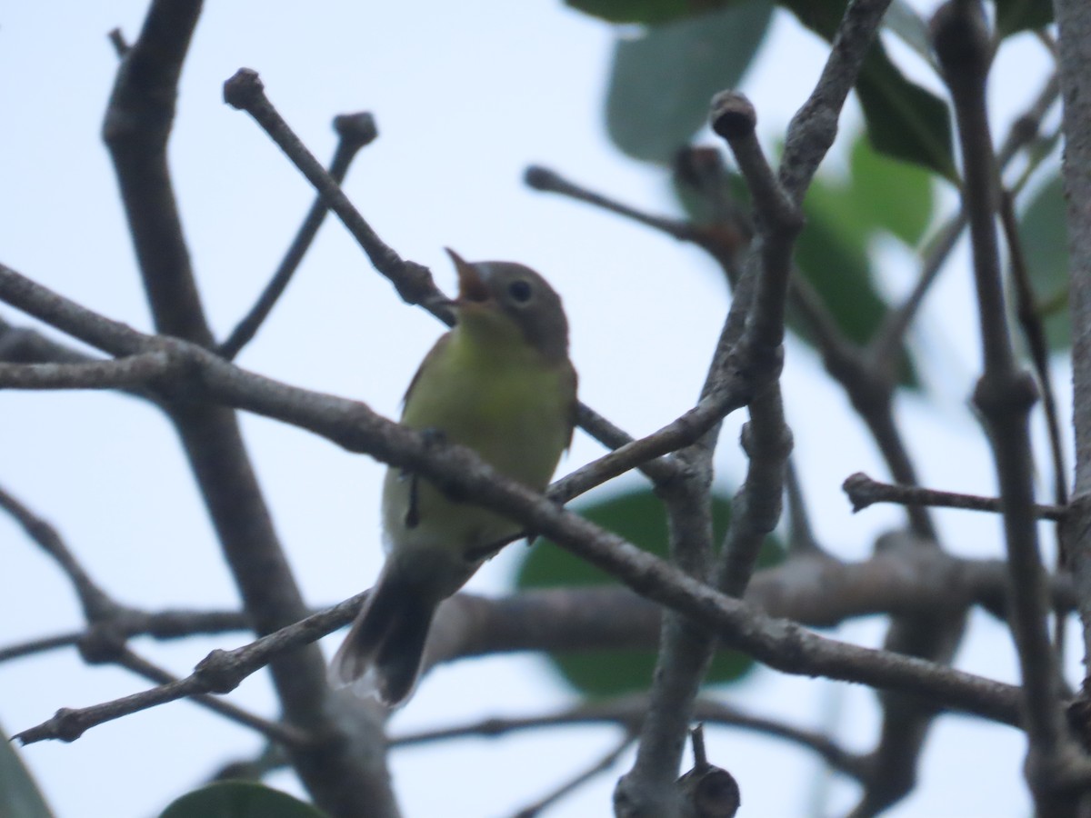 Golden-bellied Gerygone - ML645928229