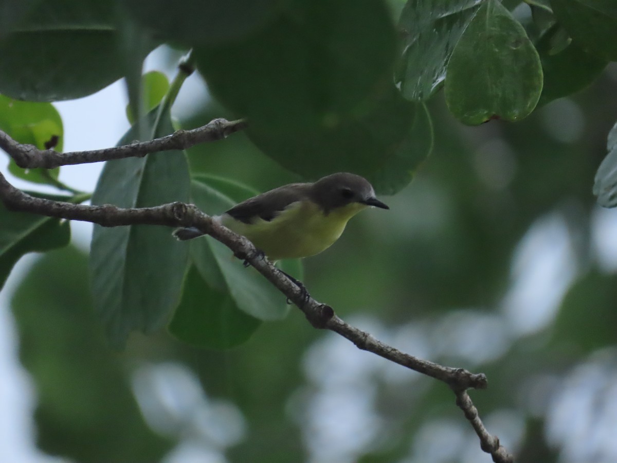 Golden-bellied Gerygone - ML645928232