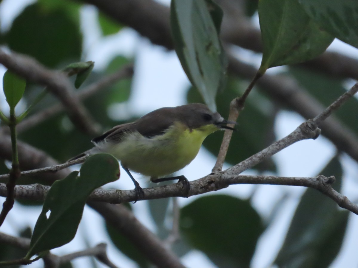 Golden-bellied Gerygone - ML645928233