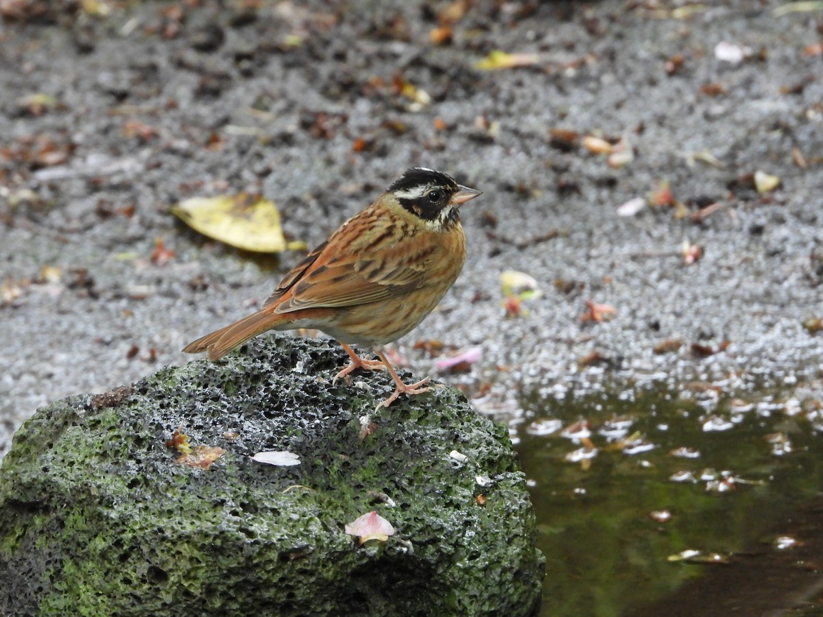 Tristram's Bunting - ML645928234
