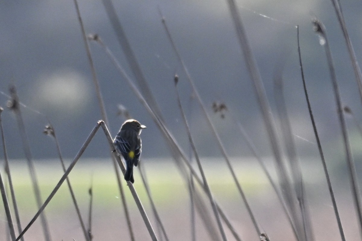 Yellow-rumped Warbler - ML645928237