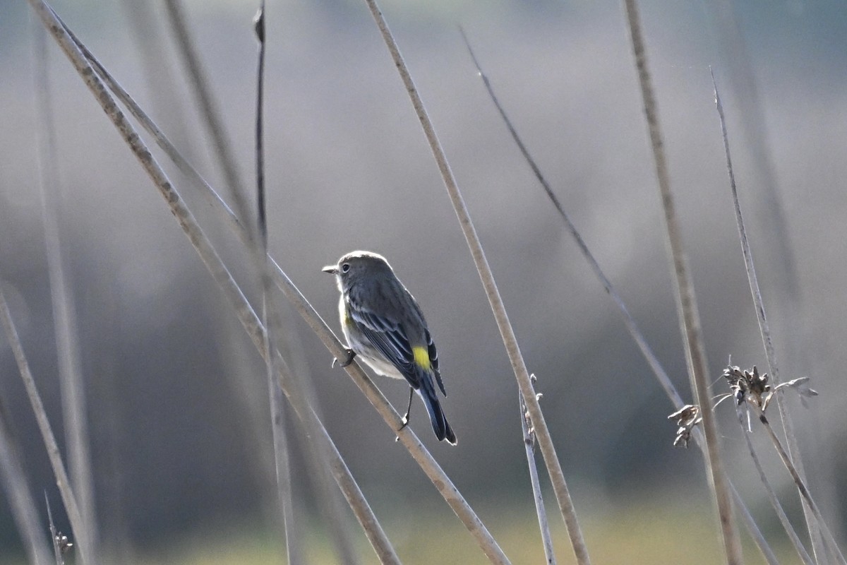 Yellow-rumped Warbler - ML645928238