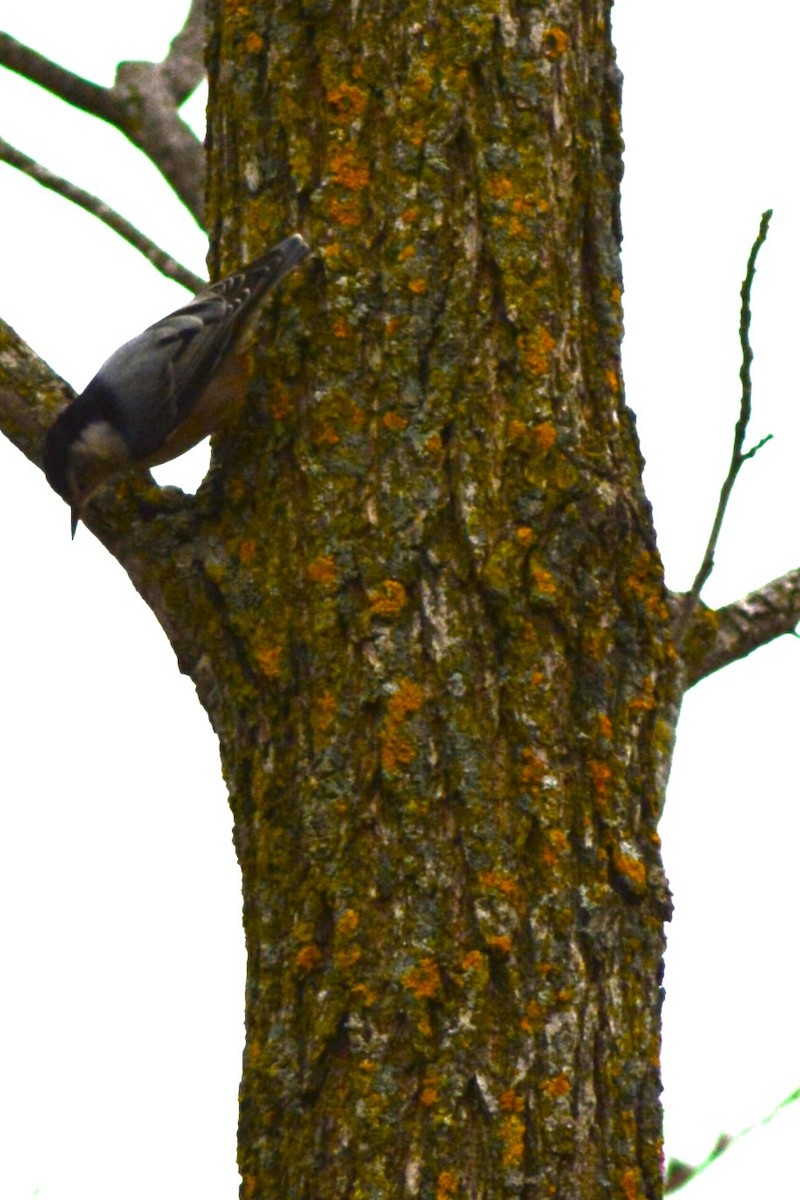 White-breasted Nuthatch - ML645928240