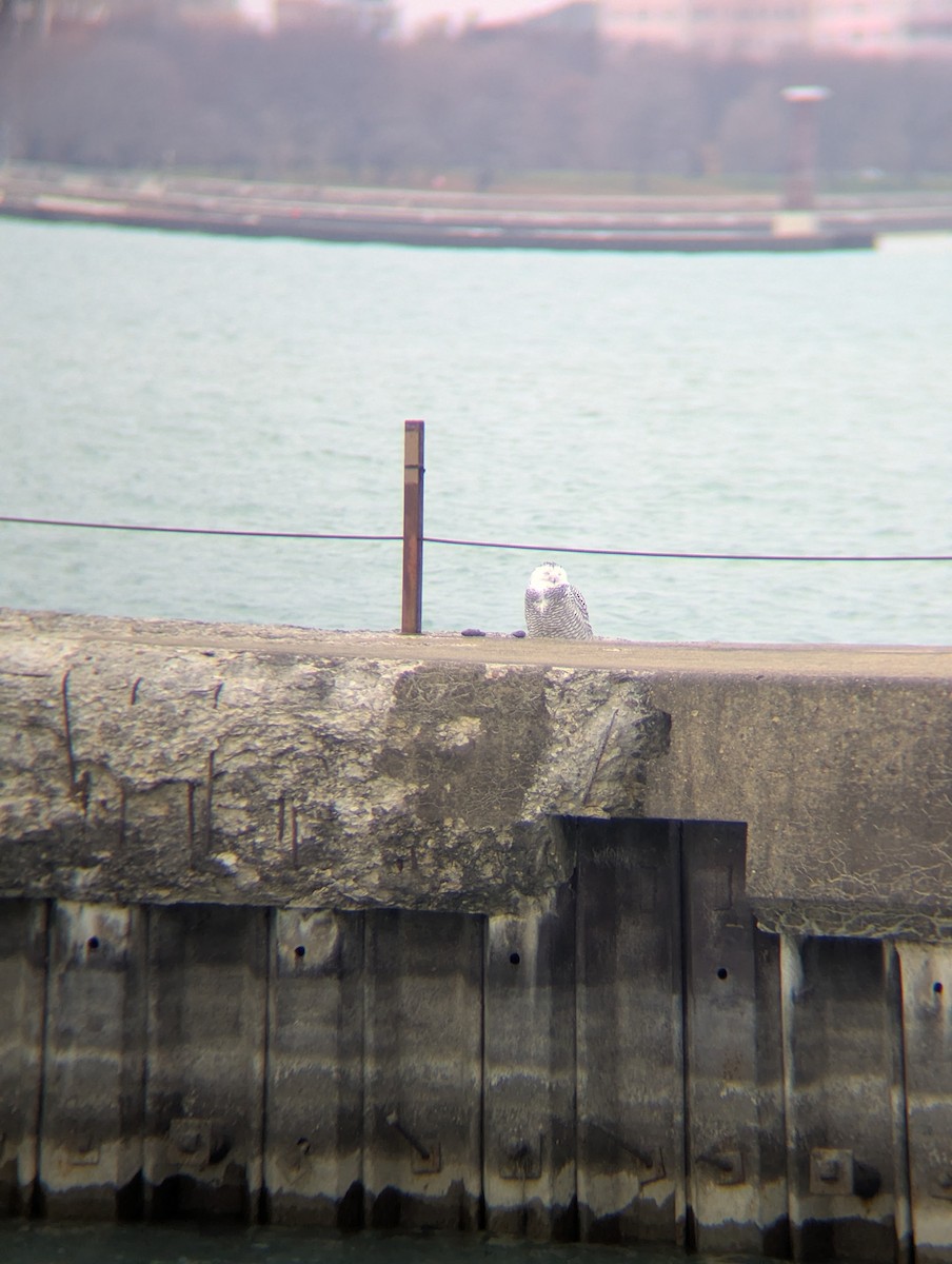 לילית שלג - ML645928241