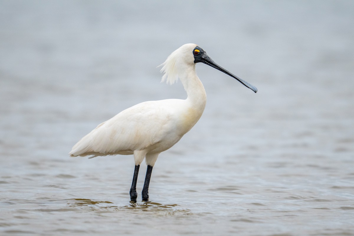 Royal Spoonbill - ML645928242