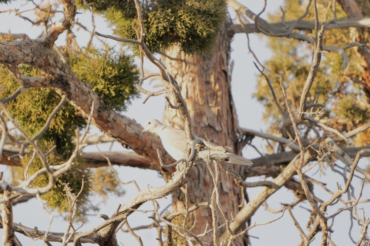 Eurasian Collared-Dove - ML645928243