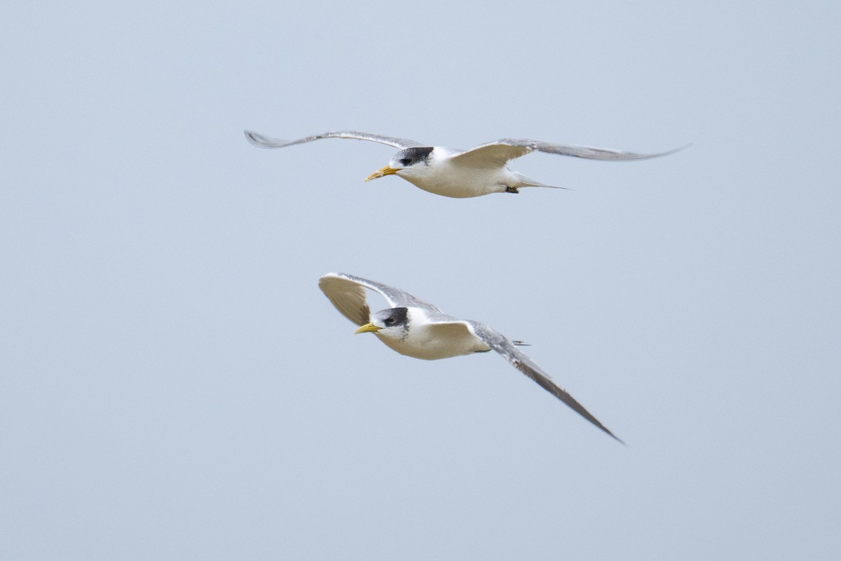 Great Crested Tern - ML645928244