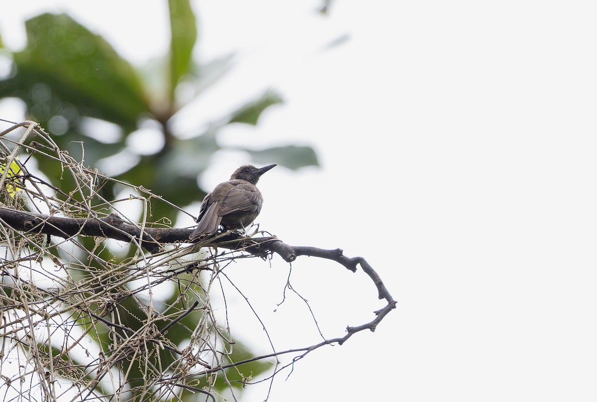 Buru Oriole - ML645928247