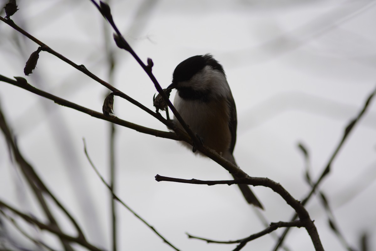 Black-capped Chickadee - ML645928248