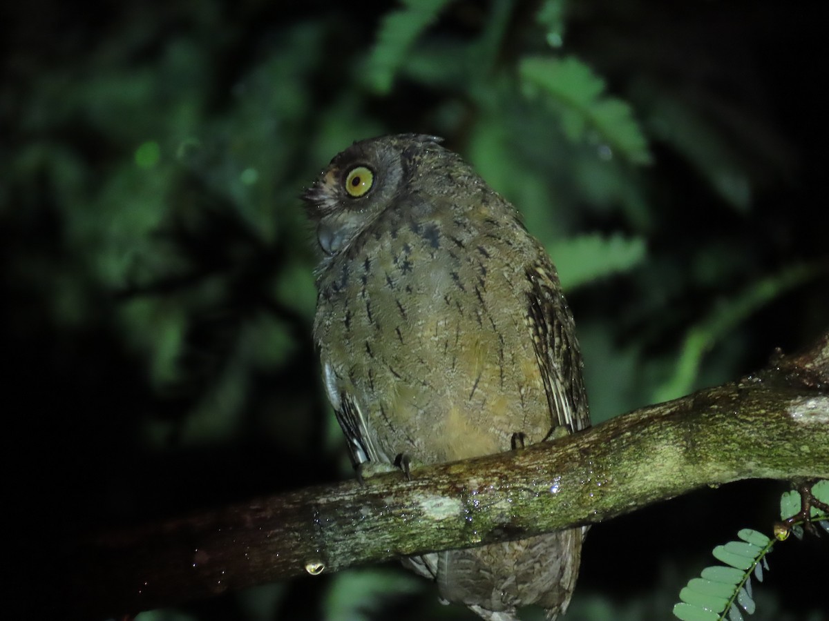 Mantanani Scops-Owl - ML645928249
