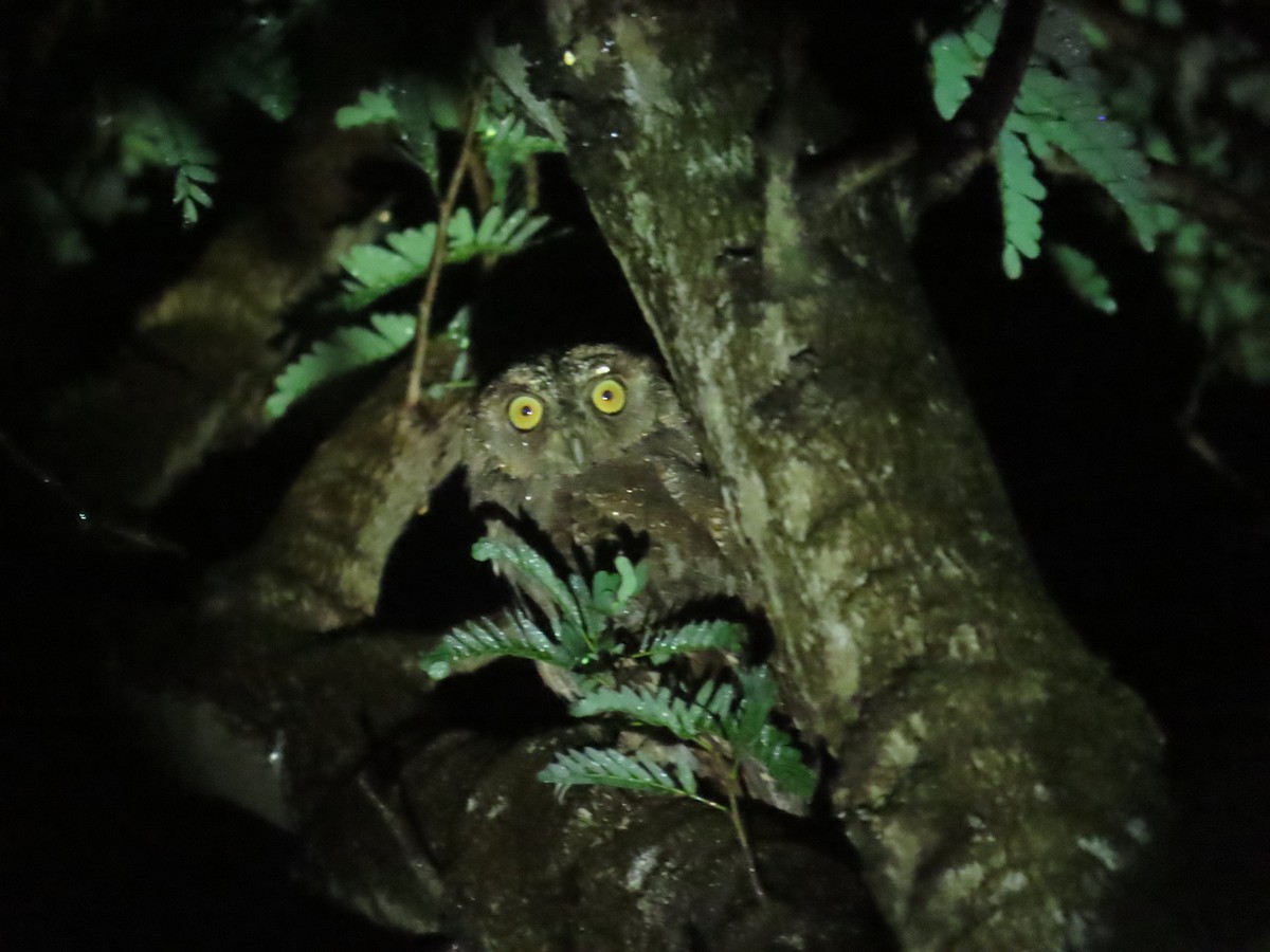 Mantanani Scops-Owl - ML645928250