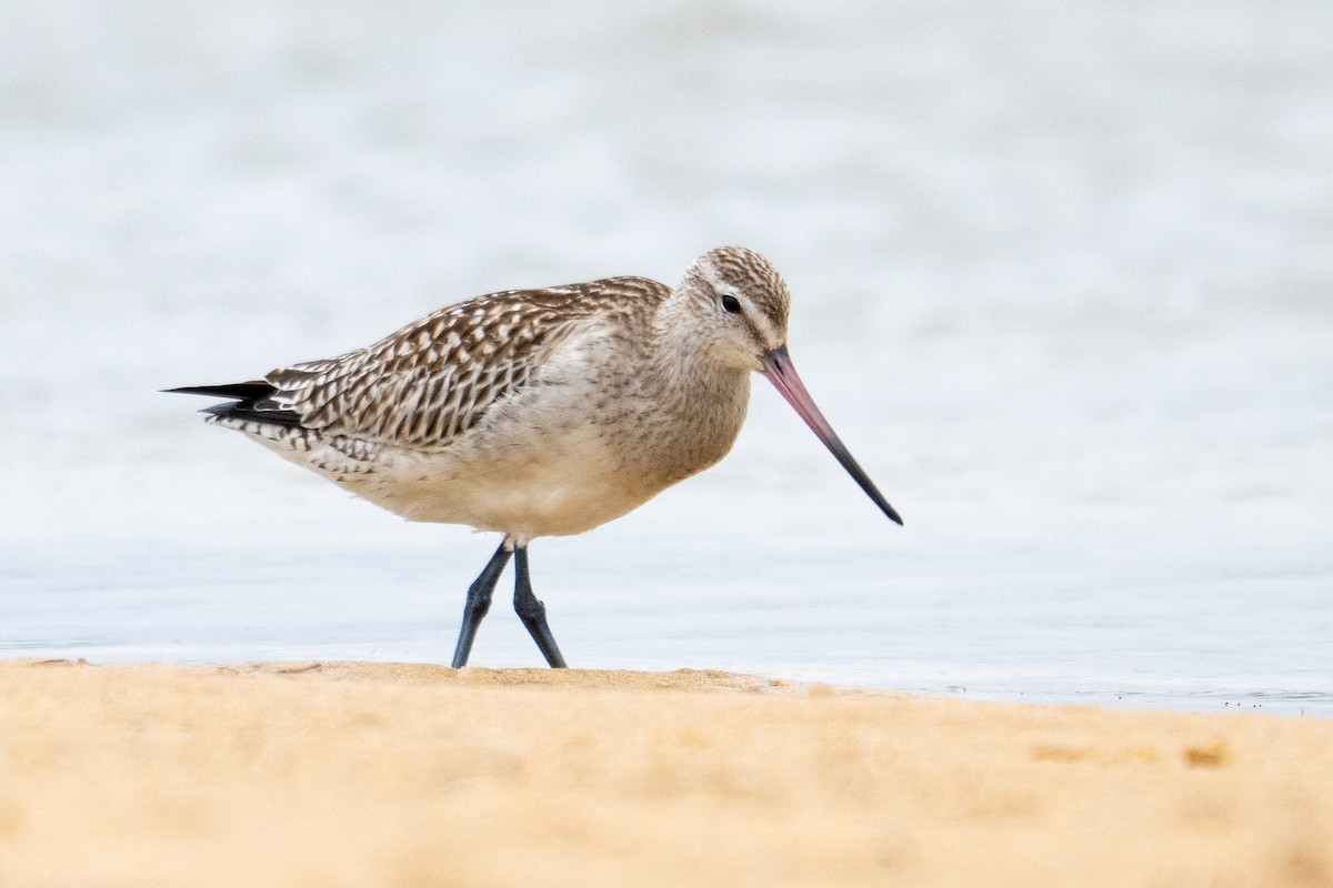 Bar-tailed Godwit - ML645928251