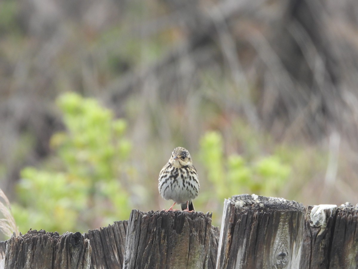 Olive-backed Pipit - ML645928252