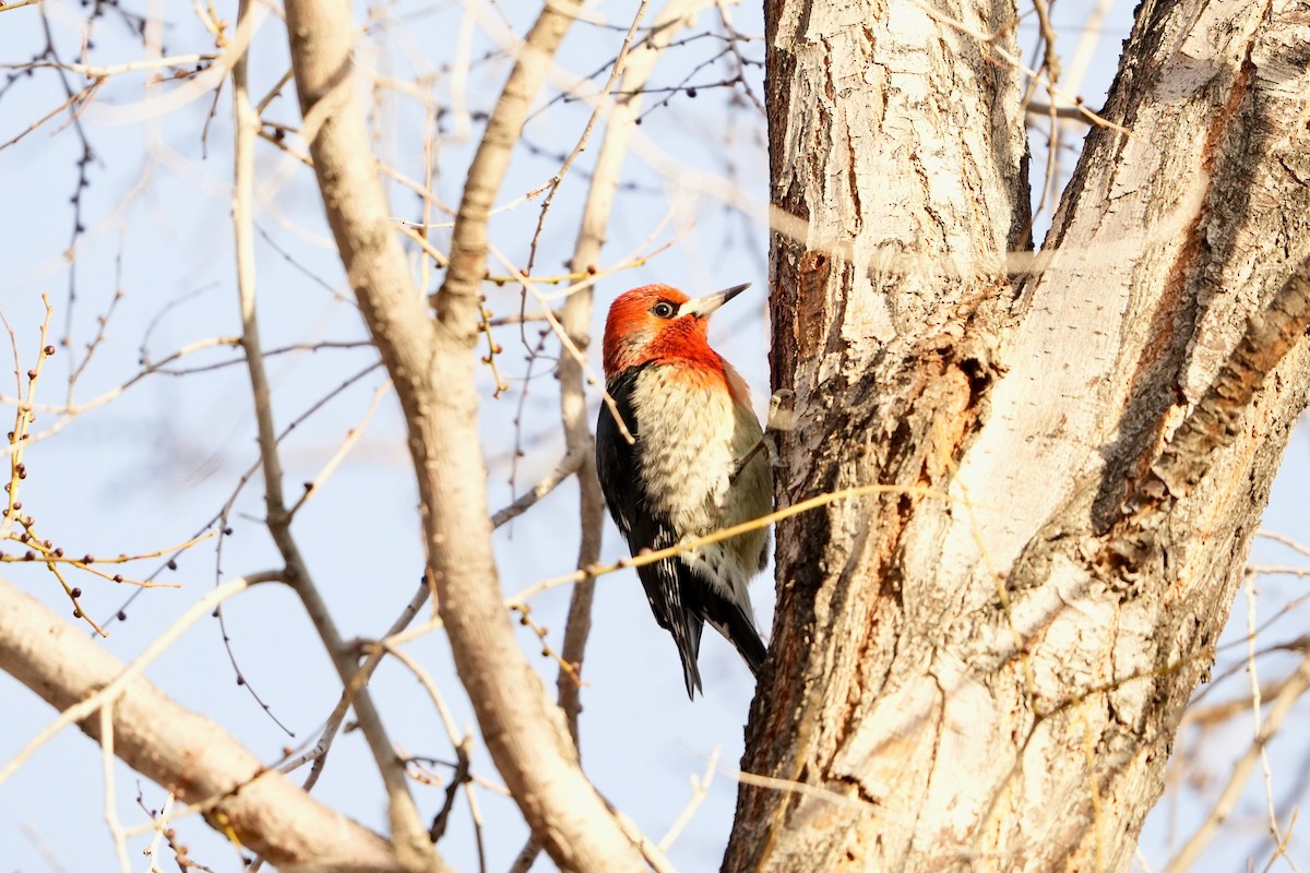 Red-breasted Sapsucker - ML645928253