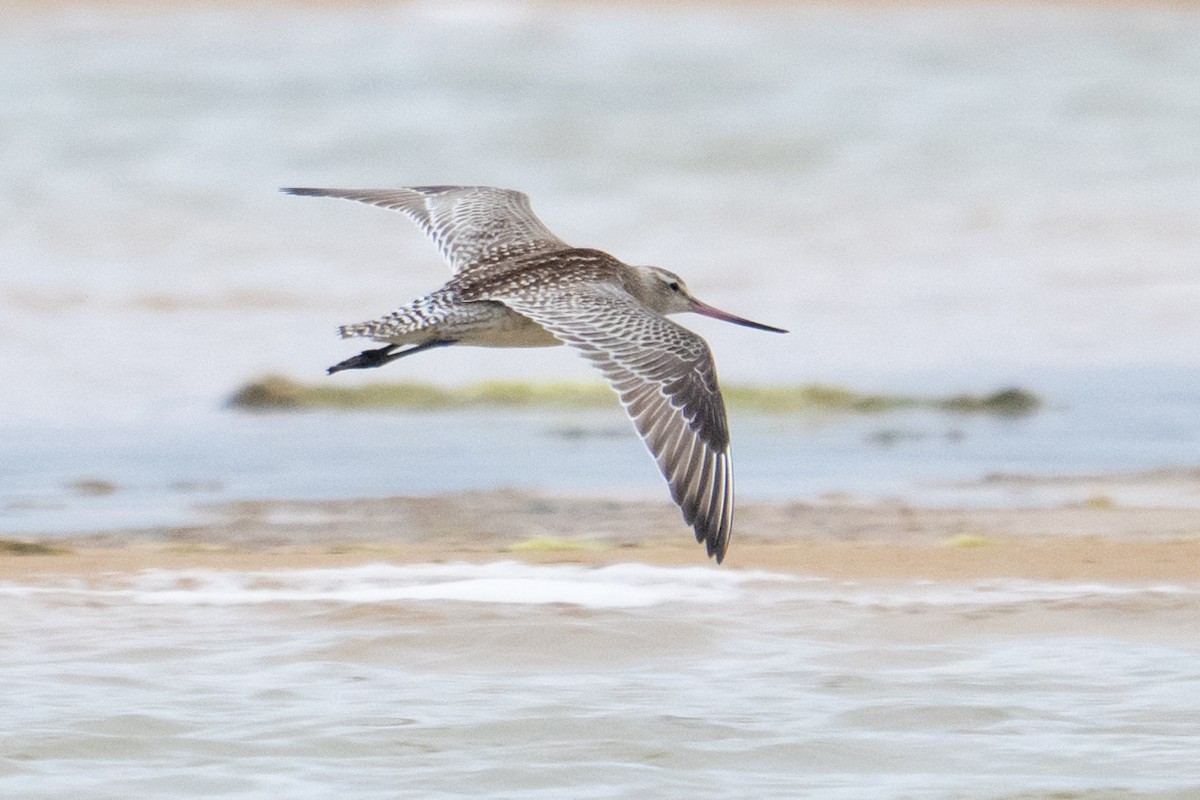 Bar-tailed Godwit - ML645928254