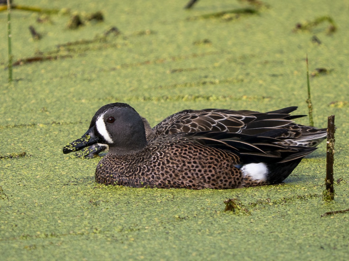 Blue-winged Teal - ML645928255