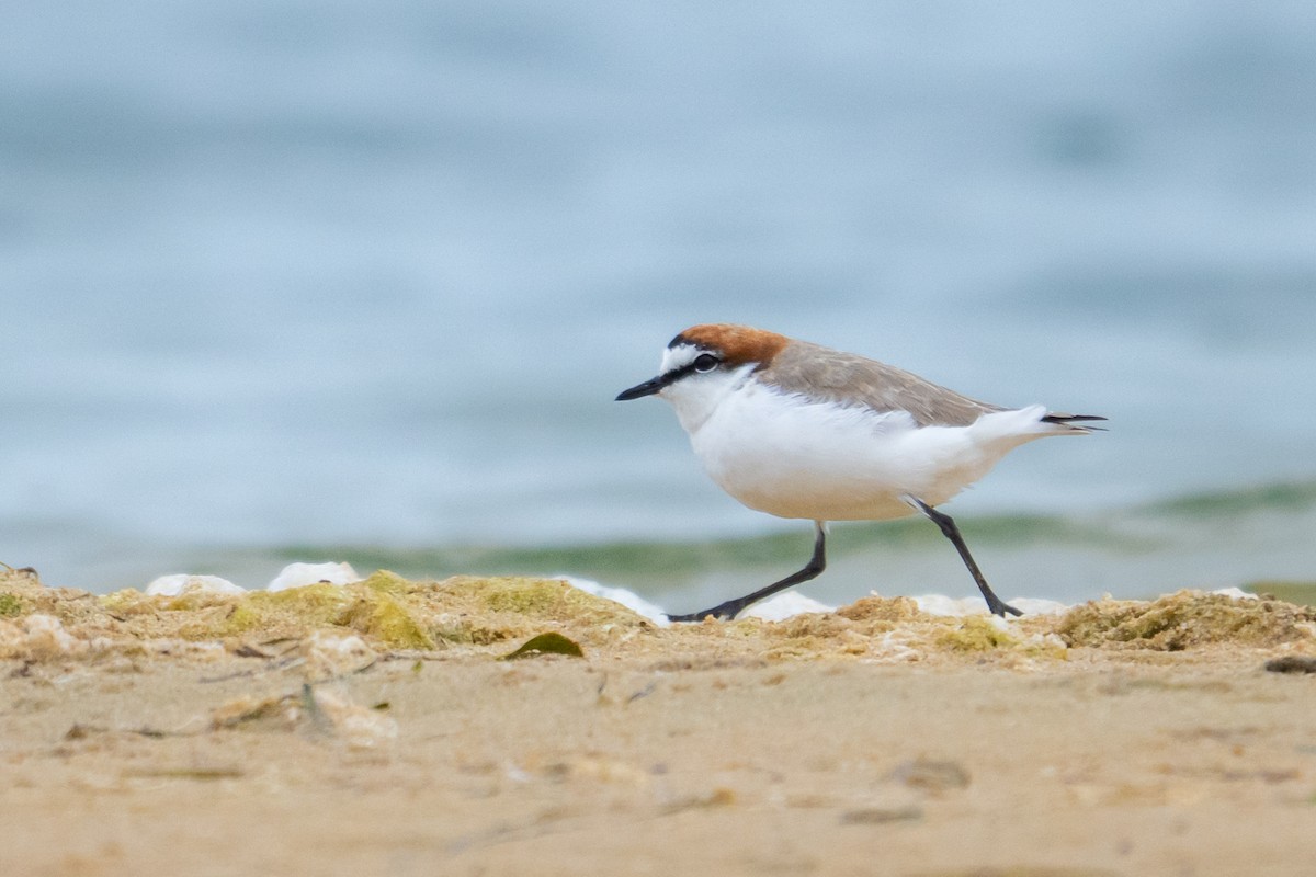 Red-capped Plover - ML645928256