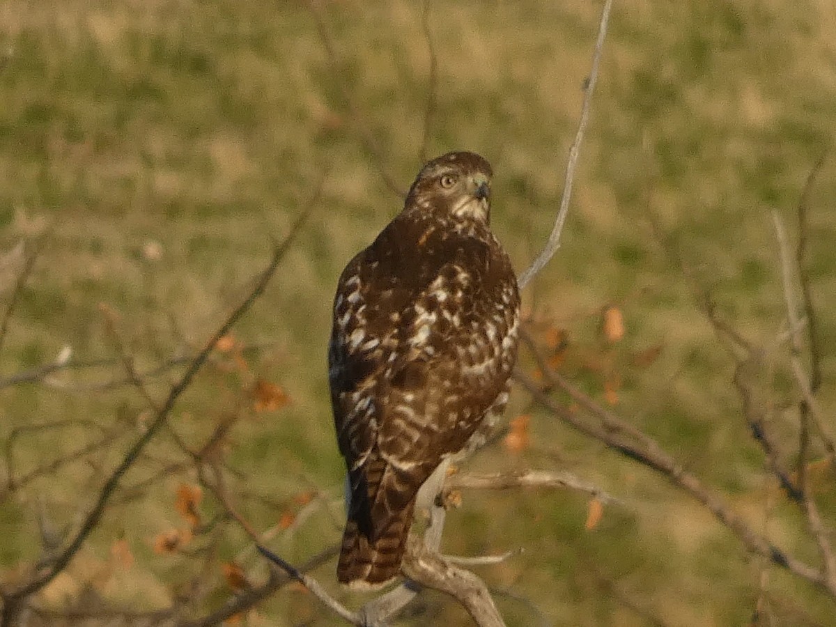 Red-tailed Hawk - ML645928257