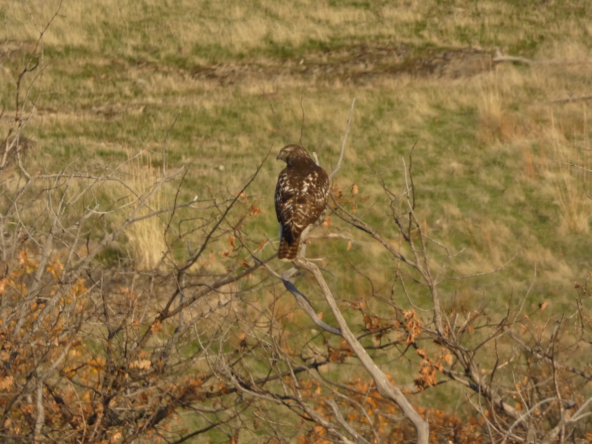 Red-tailed Hawk - ML645928258