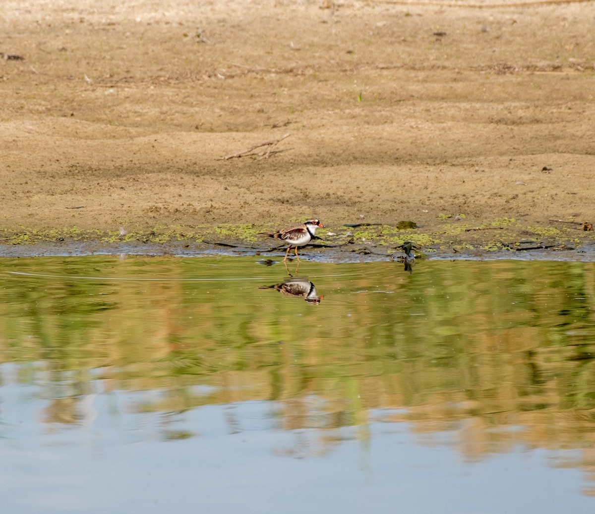 Black-fronted Dotterel - ML645928259