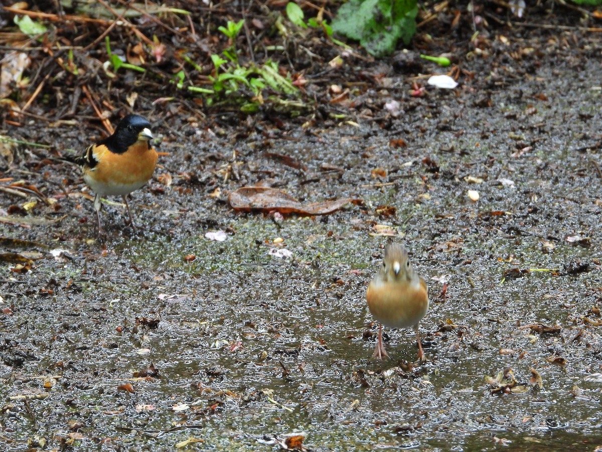 Brambling - ML645928260