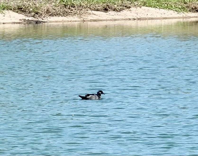 Green Pygmy-Goose - ML645928261