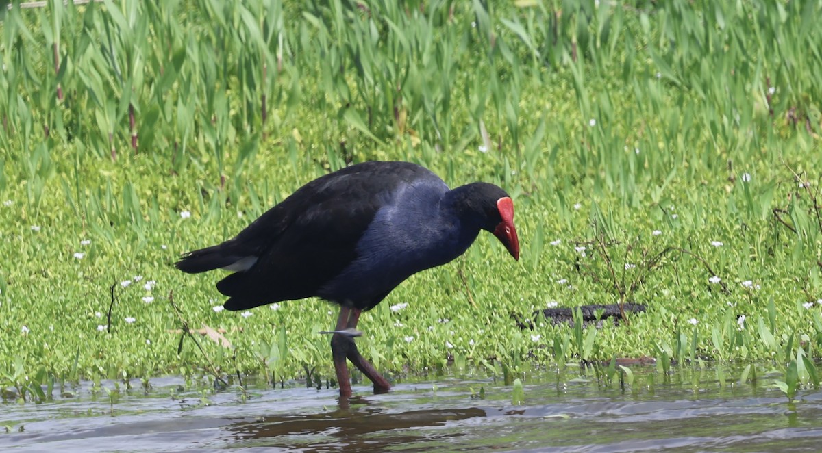 Australasian Swamphen - ML645928262