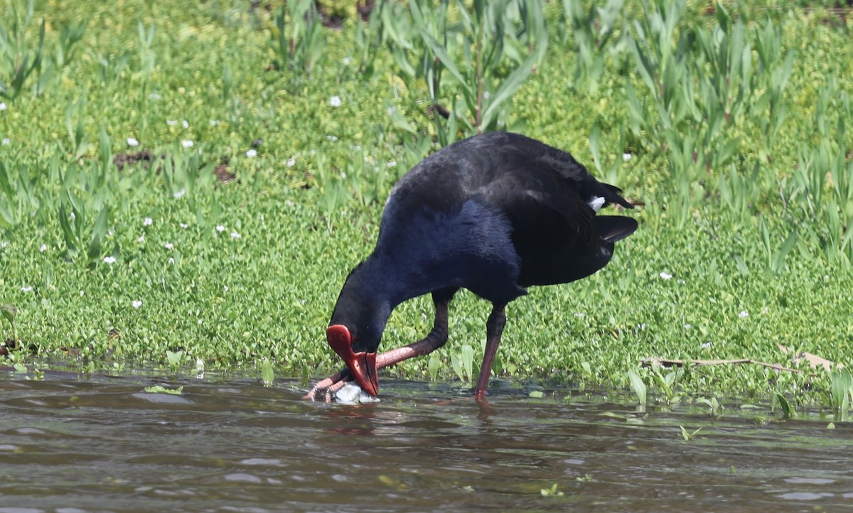 オーストラリアセイケイ - ML645928263