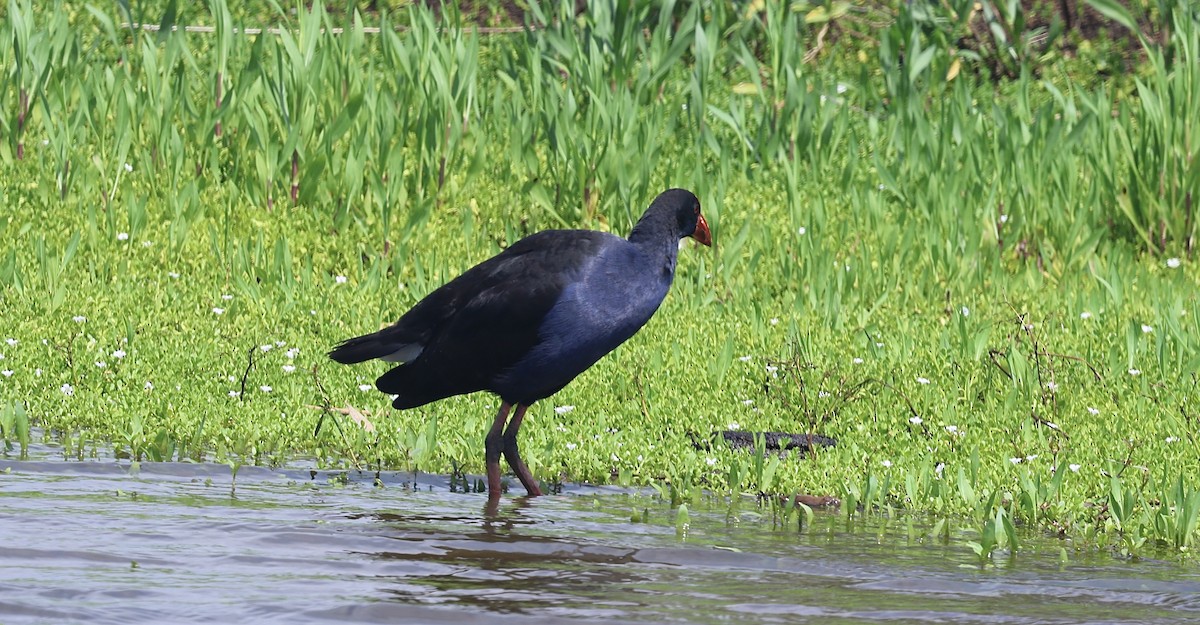 Australasian Swamphen - ML645928264