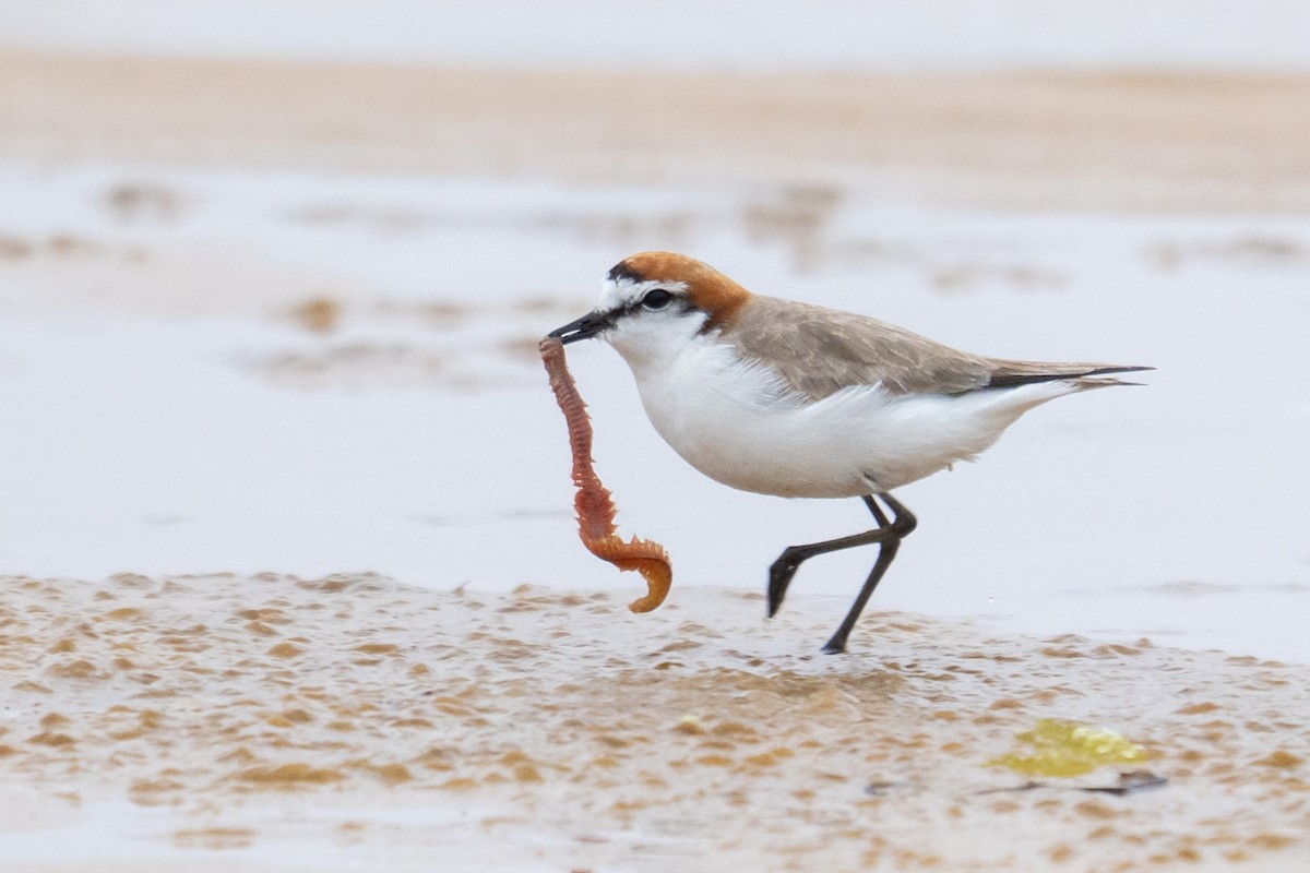 Red-capped Plover - ML645928265